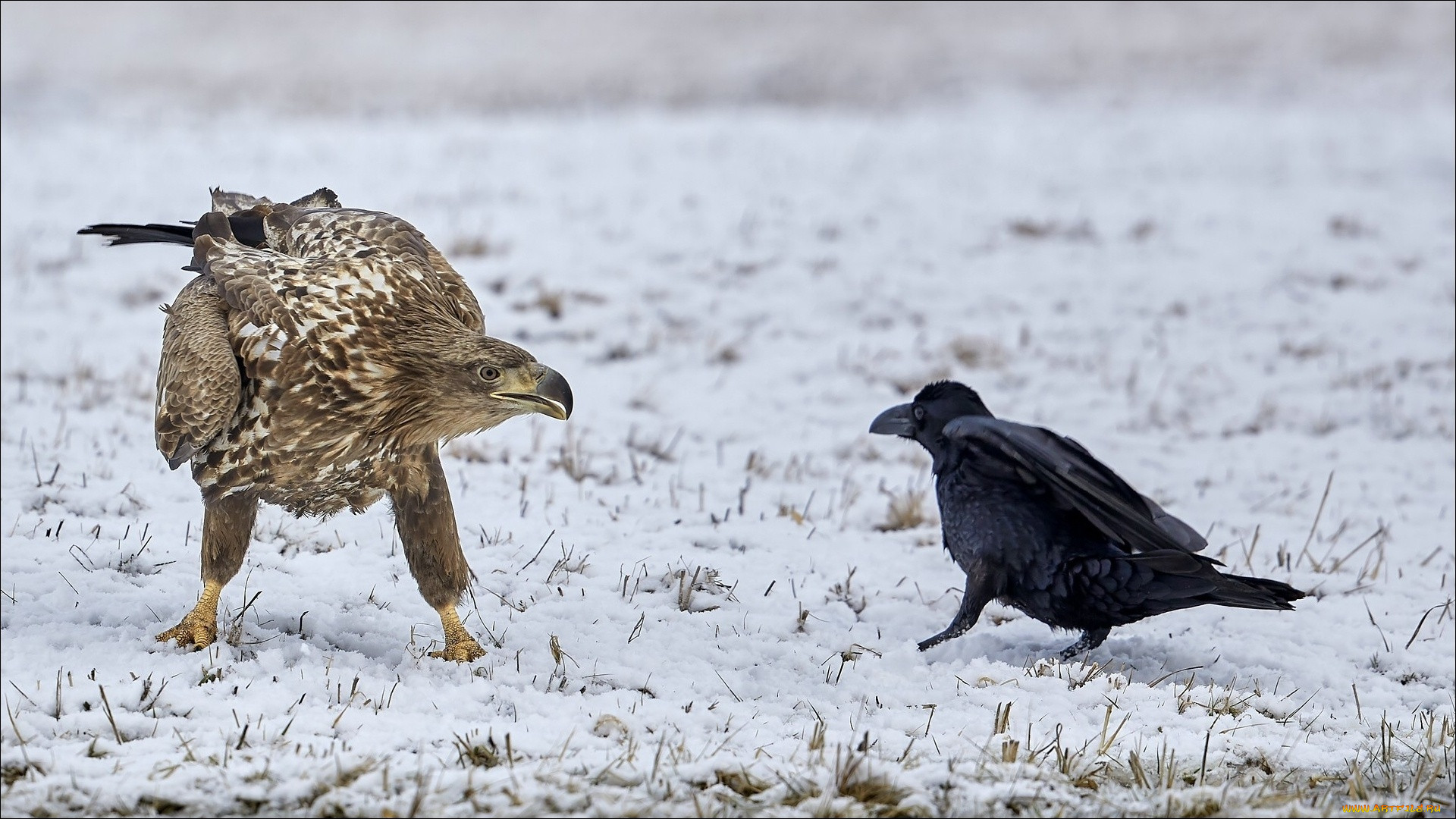 ,  , two, birds, animals, other, dispute
